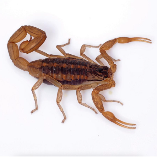 Diatomeas 1kg GeoGreen