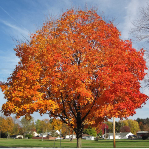 Fresno Rojo (injertado) 10L
