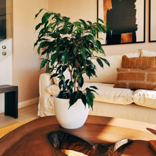 Ficus Negro 5L