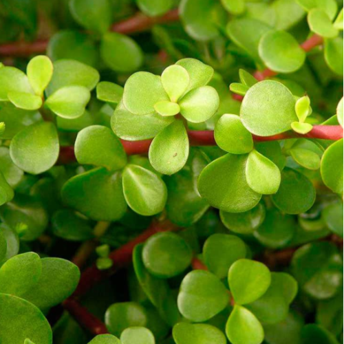 Monedita (Portulacaria Afra)