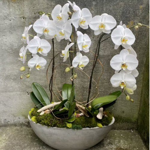 Orquidea Phalenopsis AA