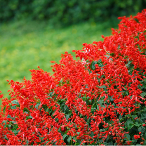 MT Salvia Adorno 3L Roja