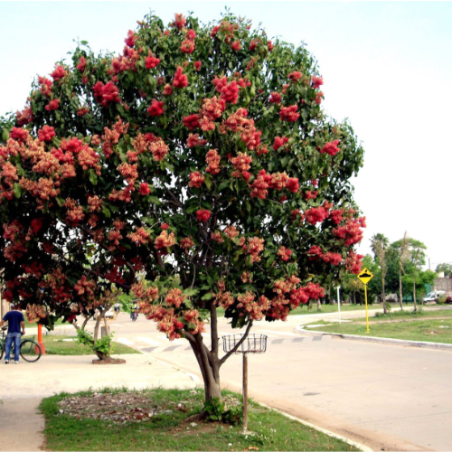 Manzano de Campo (100 cm)