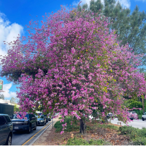 Pezuña de Vaca Bahuiña LILA/ROSADA