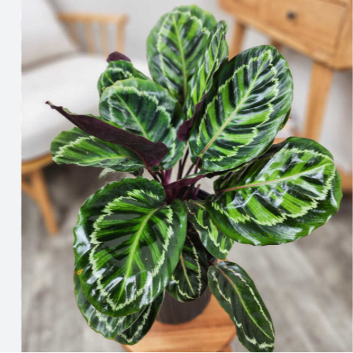 Calatea Ilustris M14