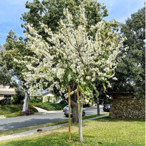Pezuña de Vaca Bahuiña BLANCA