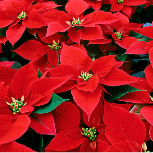 Estrella Federal M14