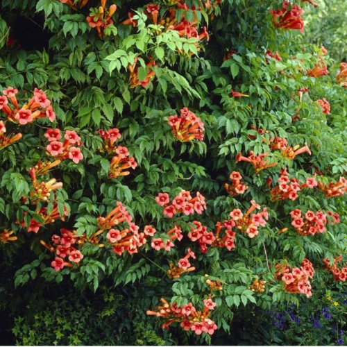 Bignonia Radicans Clarin Guerra