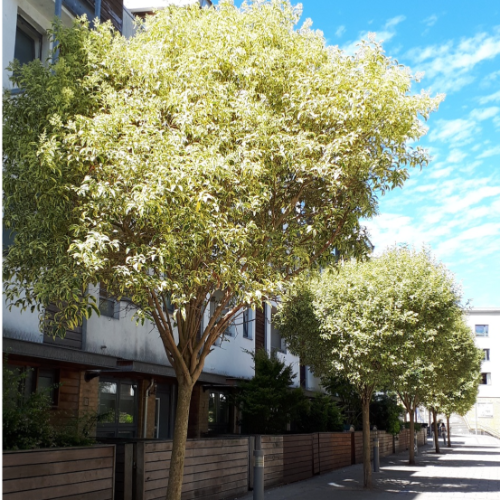 Ligustro Aureo 12L