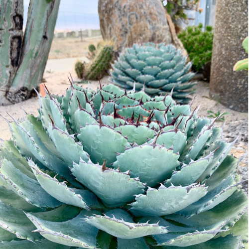 Agave Potatorum 3L
