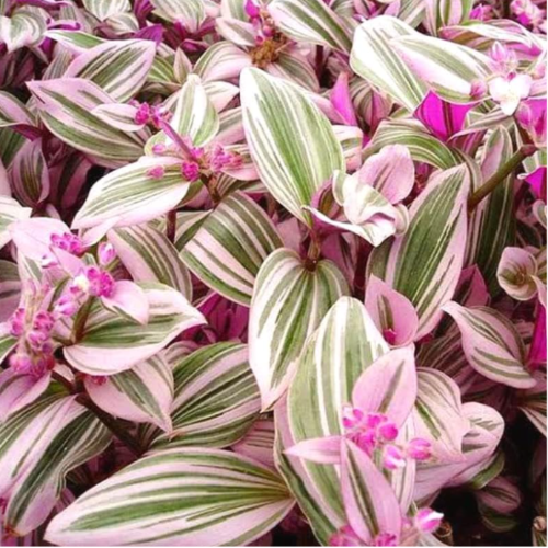 Tradiscantia Rosada B28