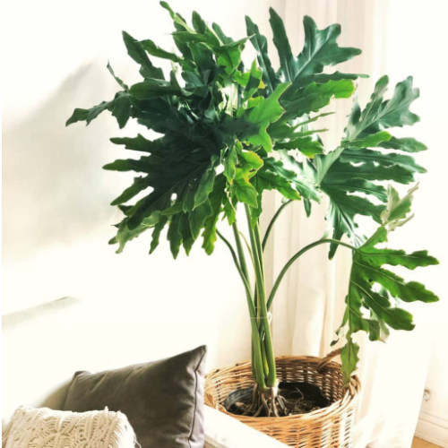Wambe 5L