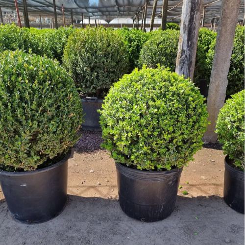 Buxus 7L
