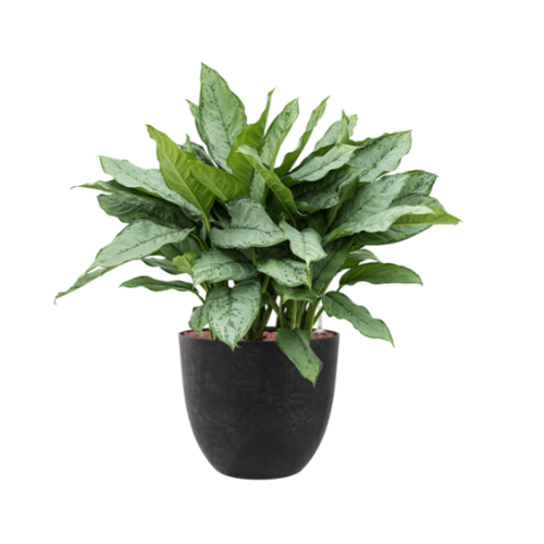 Aglonema Freeman M14