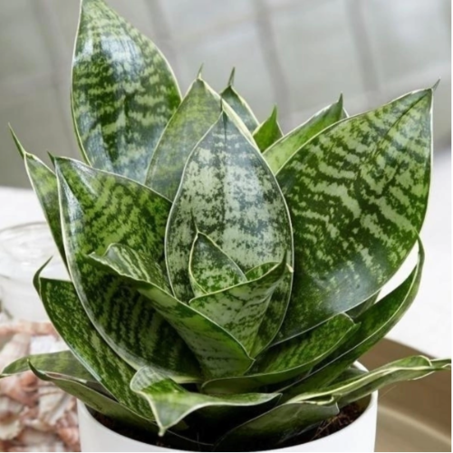 Sansiviera Enana M12