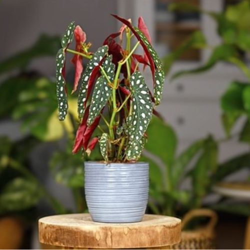 Begonia Ala de angel