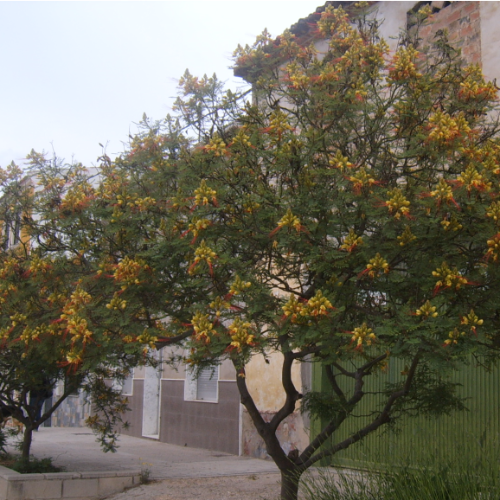 Lagaña de Perro 1,50mt