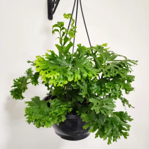 Helecho Polipodium Fallax B18