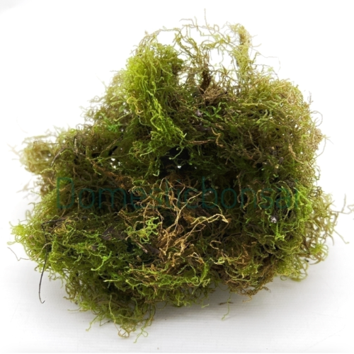 Musgo Tucumano Gigante 40L