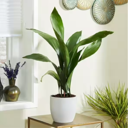 Aspidistra Hoja de salon