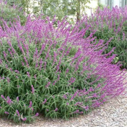 Salvia Leucanta