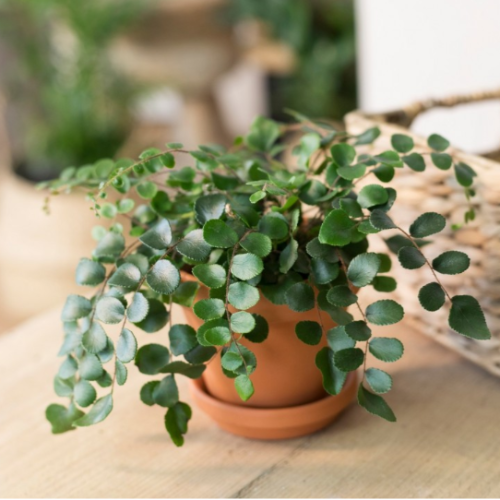 Pilea Rotundifolia M12