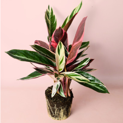 Calatea Stronante 3L