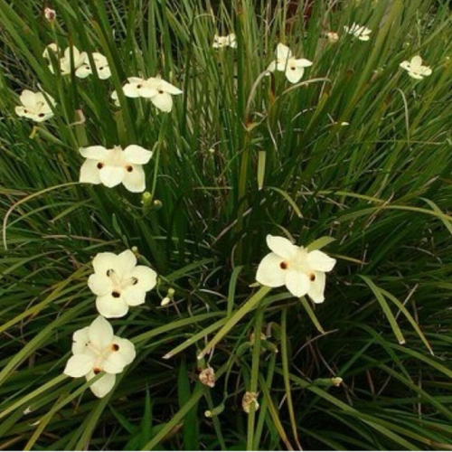 Dietes Bicolor 3L