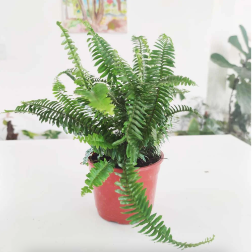 Helecho Jester Crown B18