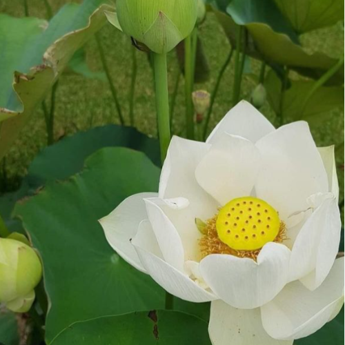 Loto Flor Blanca