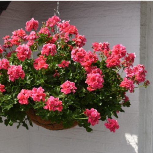 Geranio Hiedra M14