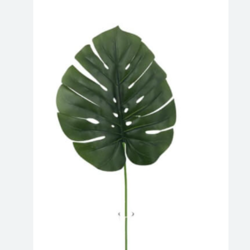 TF Monstera x5 02220