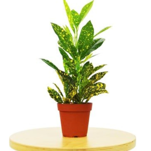 Croton Mandarina M14