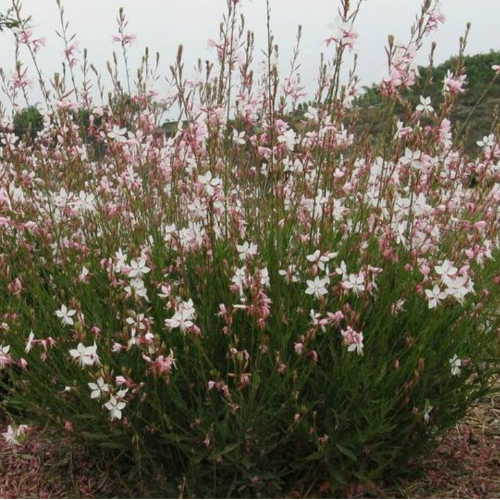 Gaura Blanca 3L