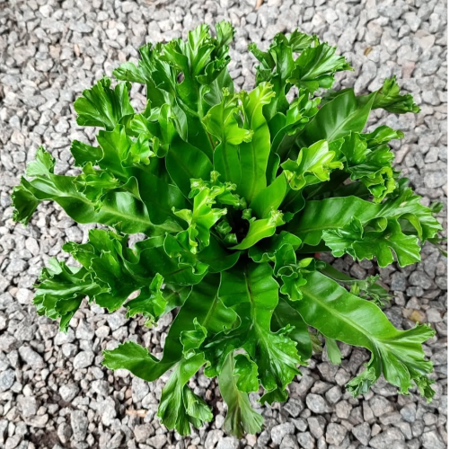 Asplenium m15