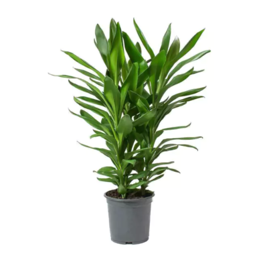 Dracena Robusta M14