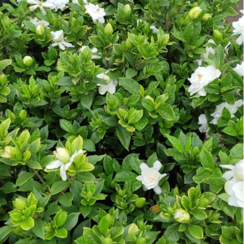 Jazmin Vietchi (Enano) 3L