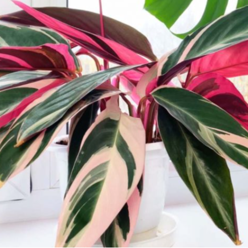 Calatea Stronante S12