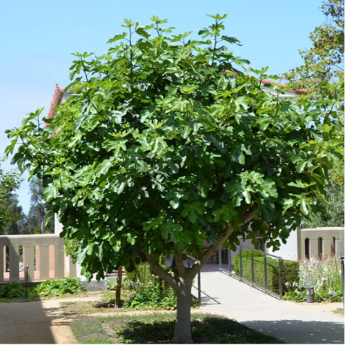 Higuera Negra