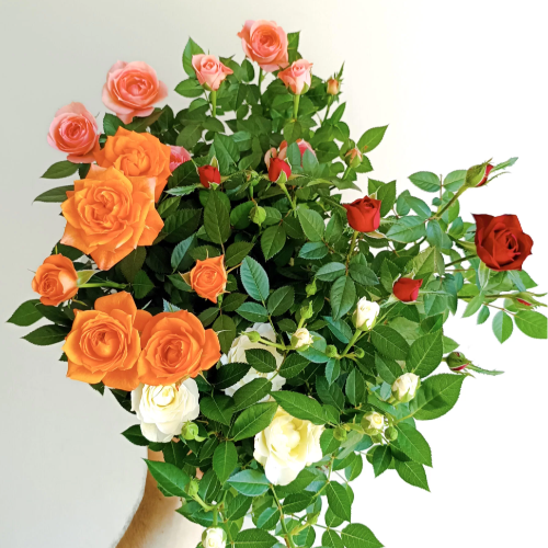 Rococo 3L
