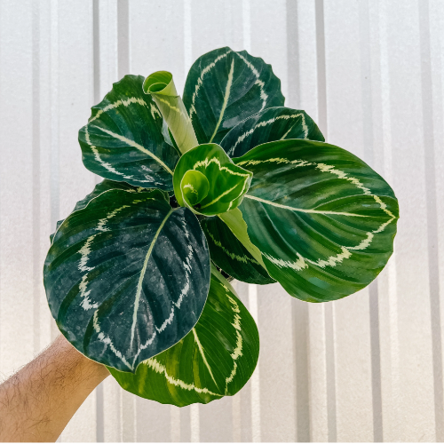 Calatea Green Goddes M14