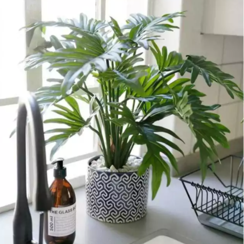 Filodendro Elegans M17