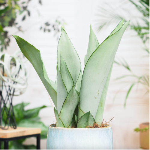 Sansiviera Luz de Luna CHICA