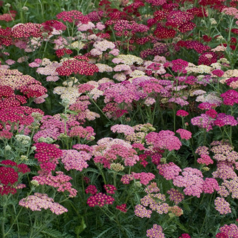 Achillea rosada M14