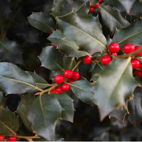 Falso muérdago ILEX 10 L
