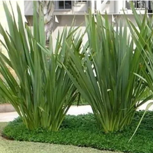 Formio Verde 3L