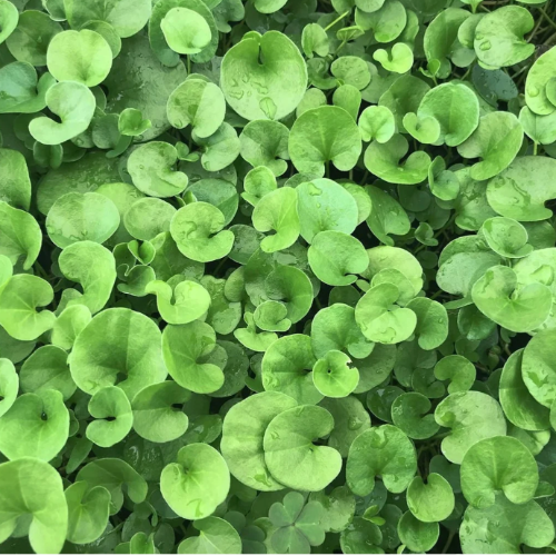 Terrafertil Dichondra 1kg