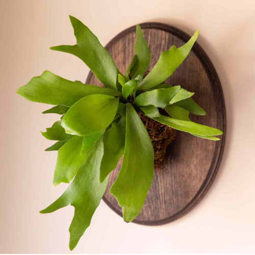 Platycerium Netherland M15