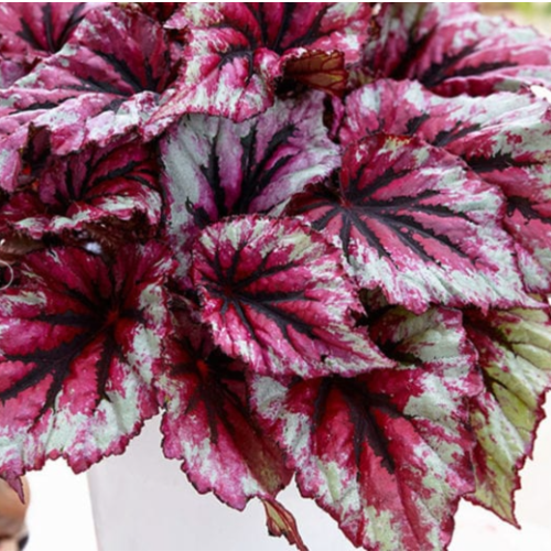 Begonia Rex