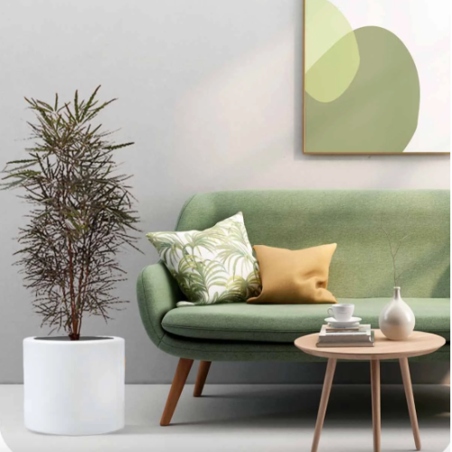 Aralia Elegantisima 3L